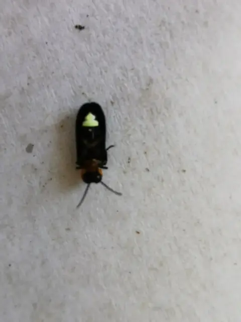 Insect photograph from the Mt Pinbarren Nature Retreat gallery, dated 16 January 2021, 8:54 am.