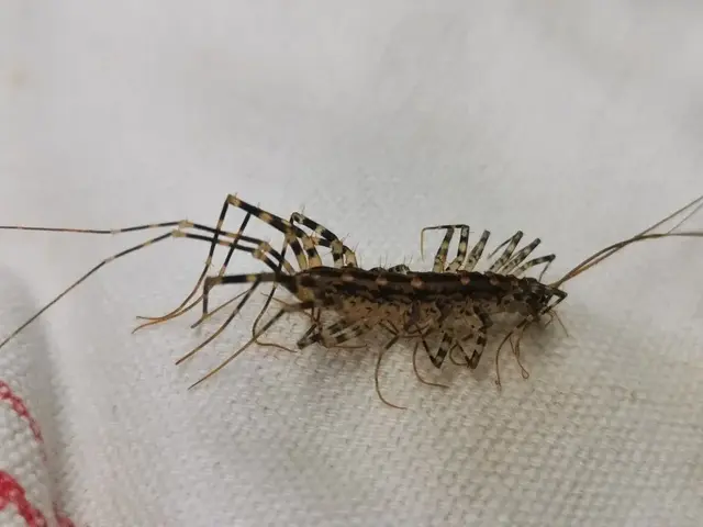 Insect photograph from the Mt Pinbarren Nature Retreat gallery, dated 17 January 2021, 11:16 am.