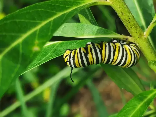 Insect photograph from the Mt Pinbarren Nature Retreat gallery, dated 19 January 2021, 7:54 am.