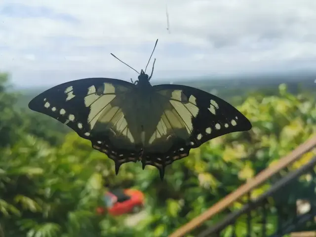 Insect photograph from the Mt Pinbarren Nature Retreat gallery, dated 21 January 2021, 11:08 am.