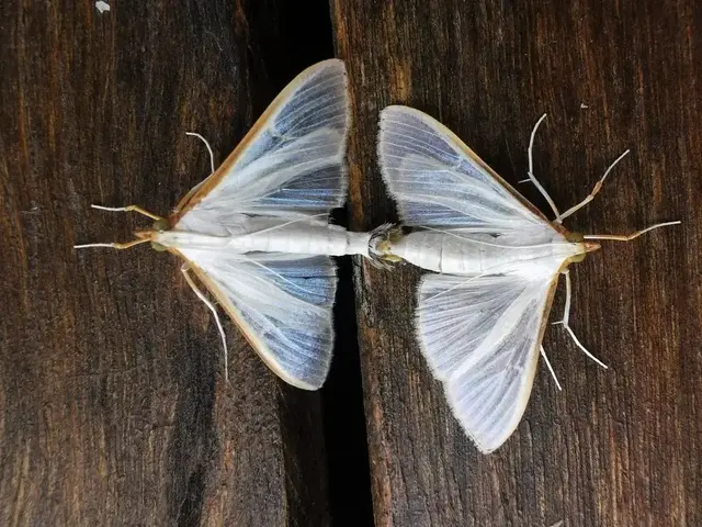 Insect photograph from the Mt Pinbarren Nature Retreat gallery, dated 25 January 2021, 7:34 am.