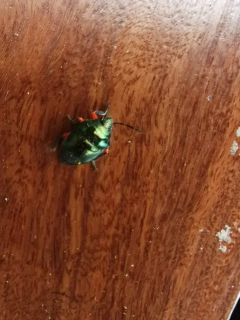 Insect photograph from the Mt Pinbarren Nature Retreat gallery, dated 30 January 2021, 9:12 am.