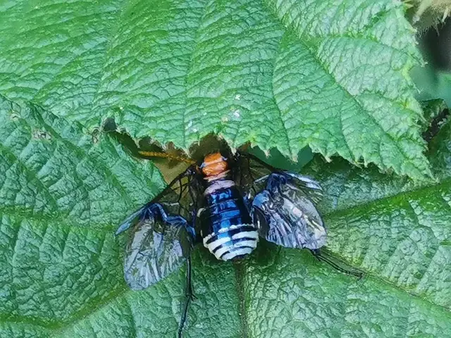 Insect photograph from the Mt Pinbarren Nature Retreat gallery, dated 17 April 2021, 3:39 pm.