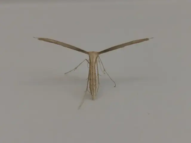 Insect photograph from the Mt Pinbarren Nature Retreat gallery, dated 21 April 2021, 8:06 am.