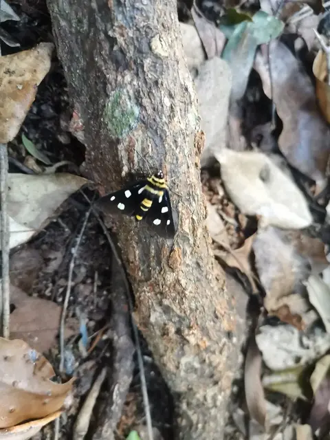 Insect photograph from the Mt Pinbarren Nature Retreat gallery, dated 08 February 2022, 7:35 am.