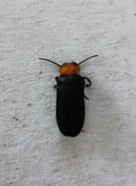 Insect photograph from the Mt Pinbarren Nature Retreat gallery, dated 14 July 2023, 12:47 pm.