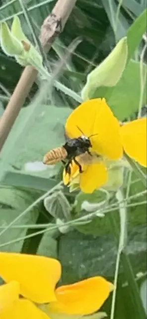 Insect photograph from the Mt Pinbarren Nature Retreat gallery; gallery image 6645.