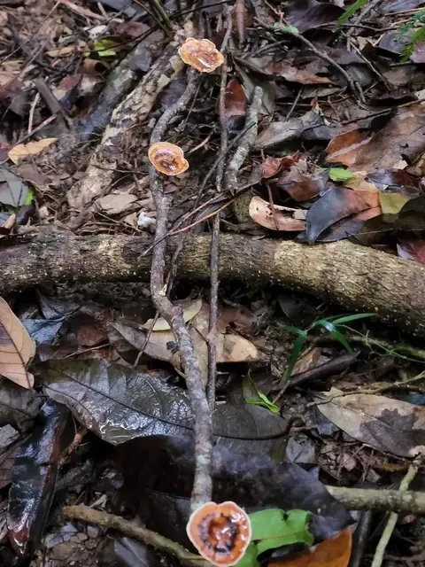 Mushroom or fungi photograph from the Mt Pinbarren Nature Retreat gallery, dated 11 May 2022, 4:24 pm.