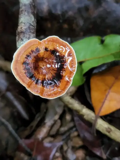 Mushroom or fungi photograph from the Mt Pinbarren Nature Retreat gallery, dated 11 May 2022, 4:24 pm.