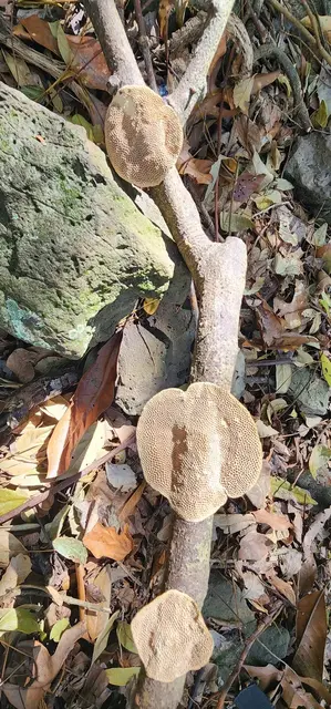 Mushroom or fungi photograph from the Mt Pinbarren Nature Retreat gallery, dated 01 October 2023, 10:48 am.