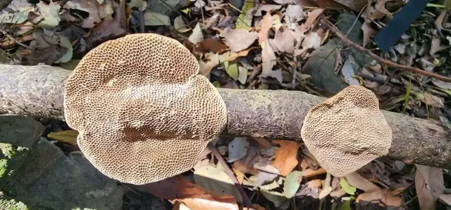Mushroom or fungi photograph from the Mt Pinbarren Nature Retreat gallery, dated 01 October 2023, 10:49 am.