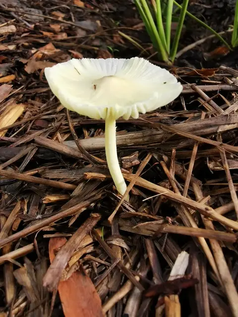 Mushroom or fungi photograph from the Mt Pinbarren Nature Retreat gallery, dated 11 February 2020, 7:37 am.