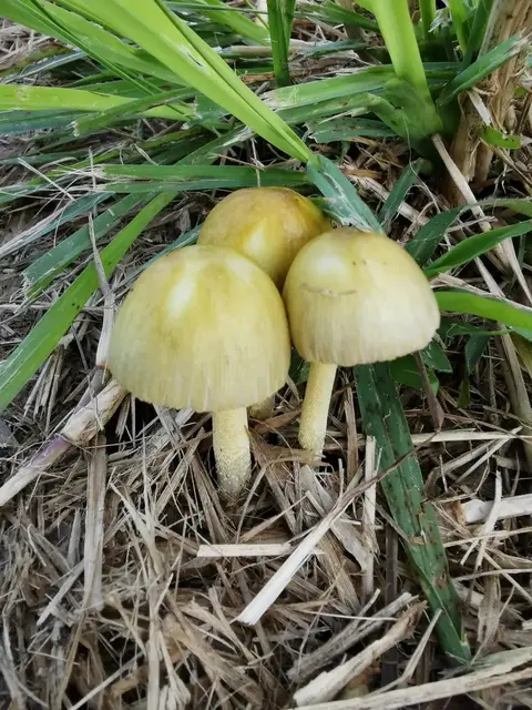 Mushroom or fungi photograph from the Mt Pinbarren Nature Retreat gallery, dated 24 June 2020, 6:55 am.