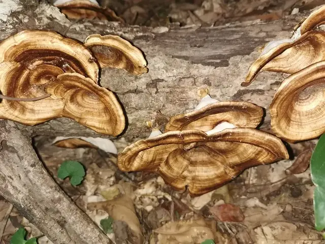Mushroom or fungi photograph from the Mt Pinbarren Nature Retreat gallery, dated 29 July 2021, 4:48 pm.