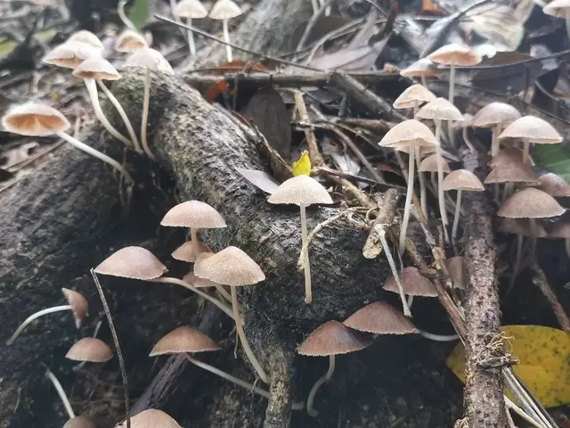 Mushroom or fungi photograph from the Mt Pinbarren Nature Retreat gallery, dated 09 January 2022, 9:19 am.
