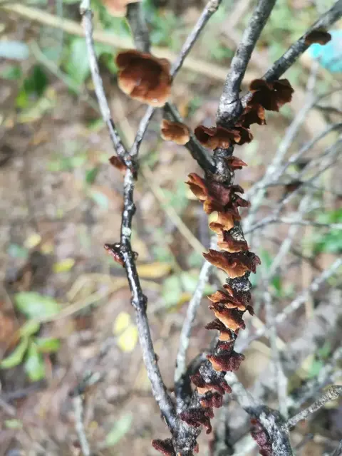 Mushroom or fungi photograph from the Mt Pinbarren Nature Retreat gallery, dated 09 January 2022, 9:43 am.