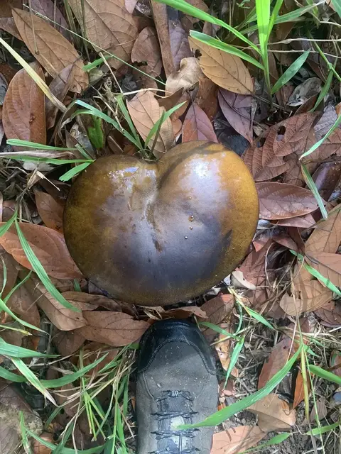 Mushroom or fungi photograph from the Mt Pinbarren Nature Retreat gallery; gallery image 3749.