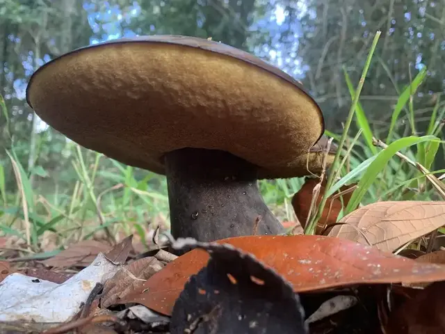 Mushroom or fungi photograph from the Mt Pinbarren Nature Retreat gallery; gallery image 3759.