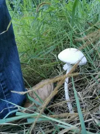 Mushroom or fungi photograph from the Mt Pinbarren Nature Retreat gallery; gallery image 3815.