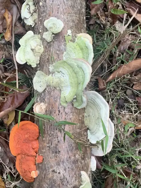 Mushroom or fungi photograph from the Mt Pinbarren Nature Retreat gallery; gallery image 4771.