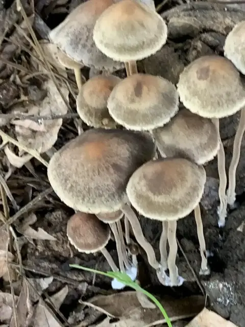 Mushroom or fungi photograph from the Mt Pinbarren Nature Retreat gallery; gallery image 5990.