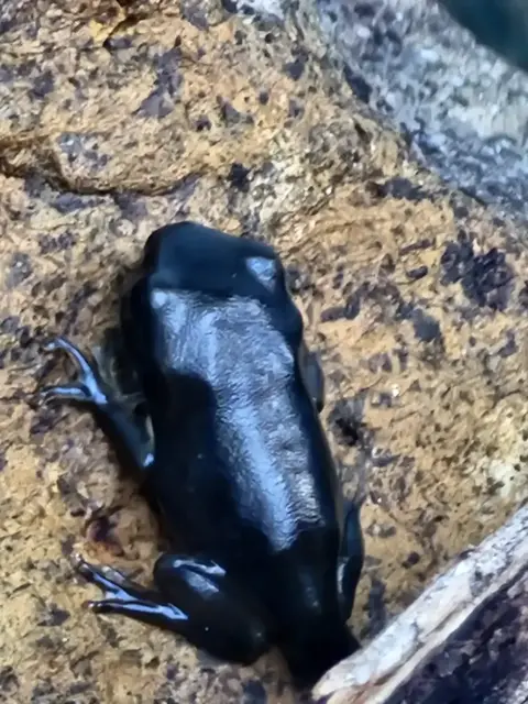 Native animal or frog photograph from the Mt Pinbarren Nature Retreat gallery, dated 21 March 2022, 9:02 am.