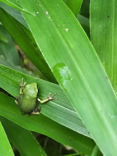 Native animal or frog photograph from the Mt Pinbarren Nature Retreat gallery, dated 26 March 2022, 10:58 am.