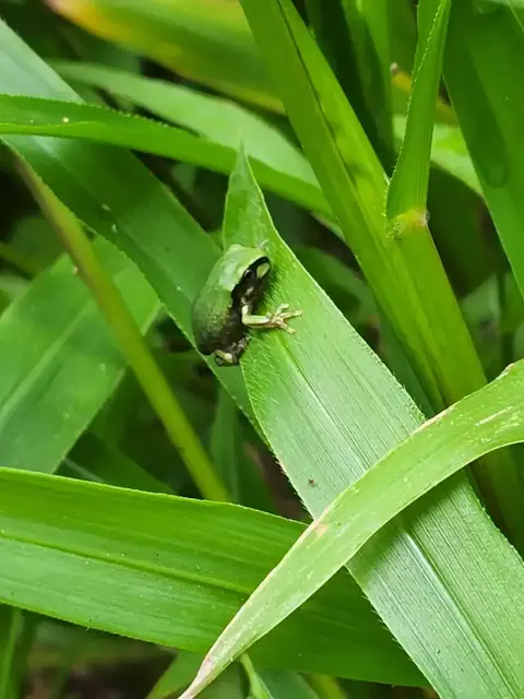Native animal or frog photograph from the Mt Pinbarren Nature Retreat gallery, dated 26 March 2022, 11:01 am.