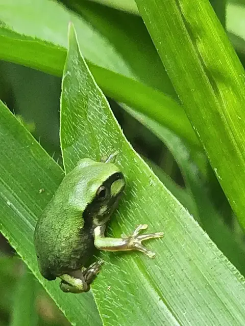 Native animal or frog photograph from the Mt Pinbarren Nature Retreat gallery, dated 26 March 2022, 11:01 am.