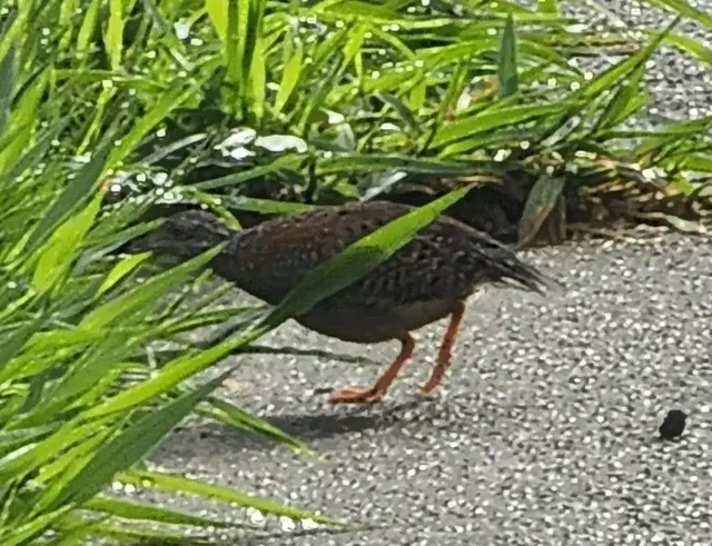 Native animal or frog photograph from the Mt Pinbarren Nature Retreat gallery, dated 16 May 2022, 8:42 am.