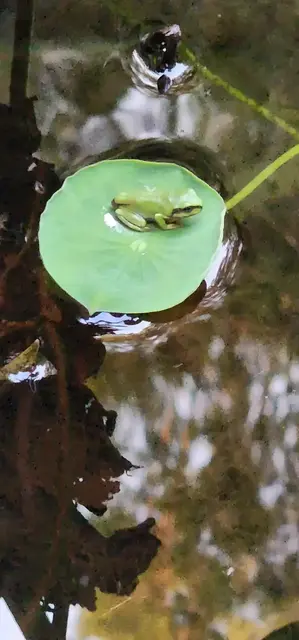 Native animal or frog photograph from the Mt Pinbarren Nature Retreat gallery, dated 25 January 2023, 6:33 pm.
