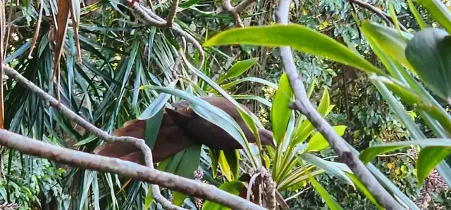 Native animal or frog photograph from the Mt Pinbarren Nature Retreat gallery, dated 28 September 2023, 6:54 am.