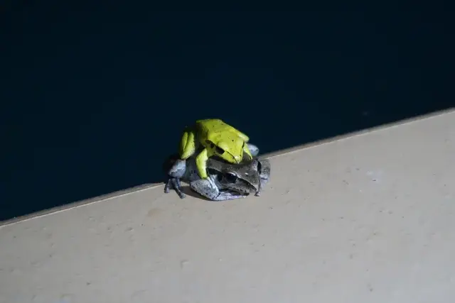 Native animal or frog photograph from the Mt Pinbarren Nature Retreat gallery; gallery image 0435.