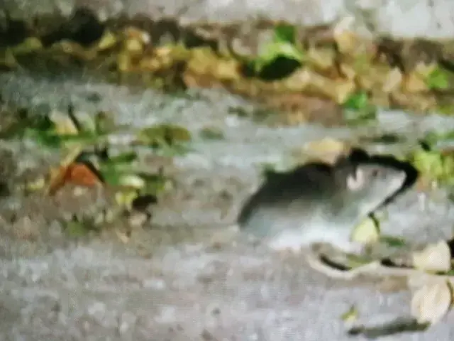 Native animal or frog photograph from the Mt Pinbarren Nature Retreat gallery; gallery image 0637.