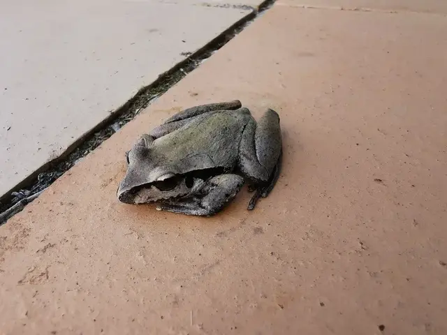Native animal or frog photograph from the Mt Pinbarren Nature Retreat gallery, dated 16 September 2019, 7:03 am.
