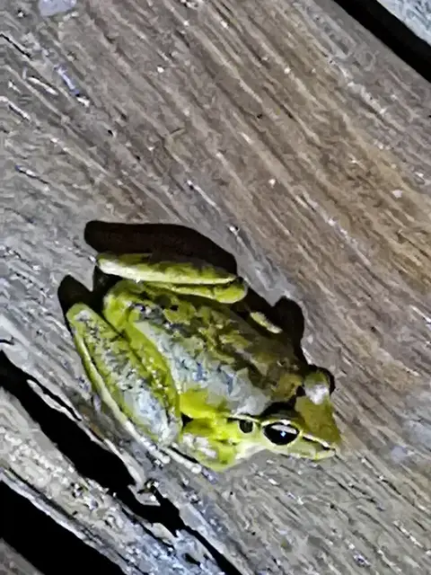 Native animal or frog photograph from the Mt Pinbarren Nature Retreat gallery, dated 25 September 2019, 8:05 pm.