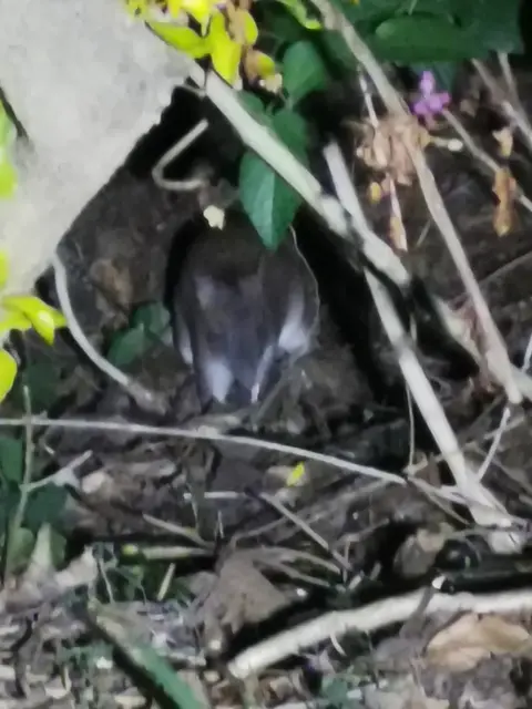 Native animal or frog photograph from the Mt Pinbarren Nature Retreat gallery, dated 07 October 2019, 7:50 pm.