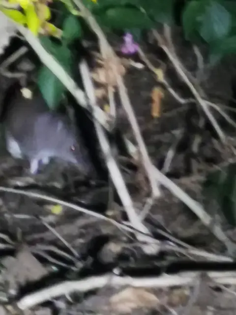 Native animal or frog photograph from the Mt Pinbarren Nature Retreat gallery, dated 07 October 2019, 7:50 pm.