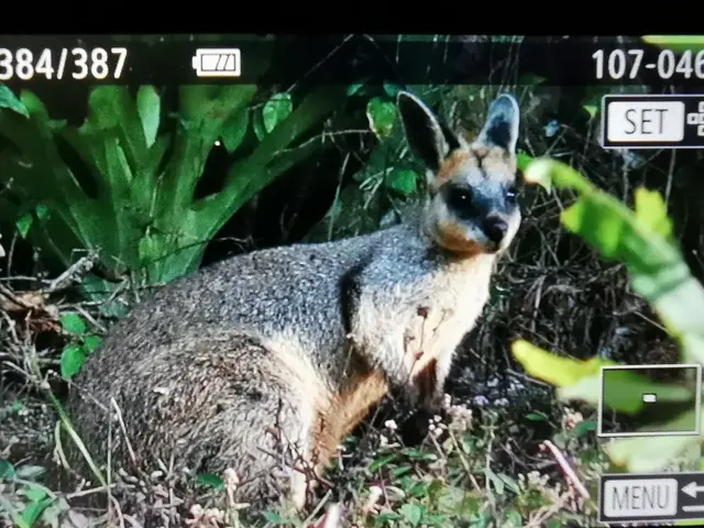 Native animal or frog photograph from the Mt Pinbarren Nature Retreat gallery, dated 31 October 2019, 6:45 pm.