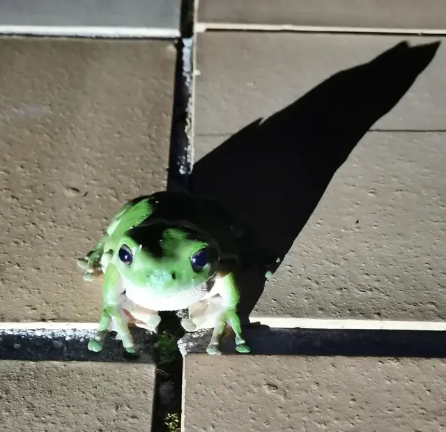 Native animal or frog photograph from the Mt Pinbarren Nature Retreat gallery, dated 04 November 2019, 6:55 am.