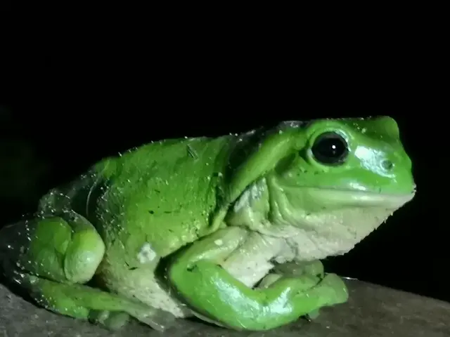 Native animal or frog photograph from the Mt Pinbarren Nature Retreat gallery, dated 21 November 2019, 9:02 pm.