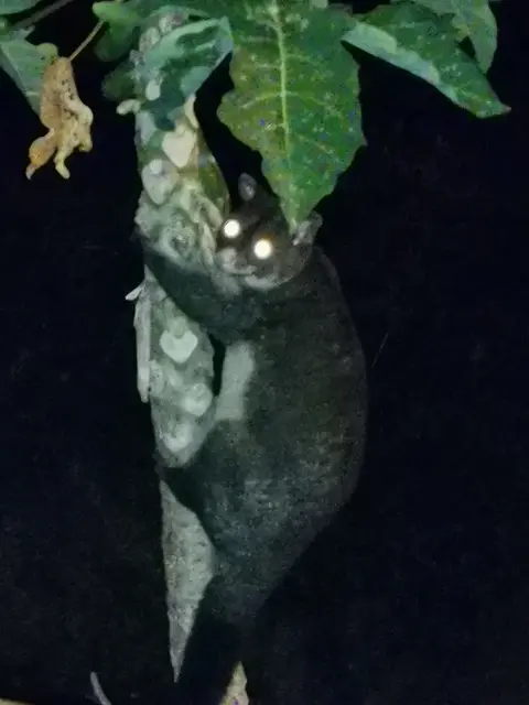 Native animal or frog photograph from the Mt Pinbarren Nature Retreat gallery, dated 21 November 2019, 10:02 pm.