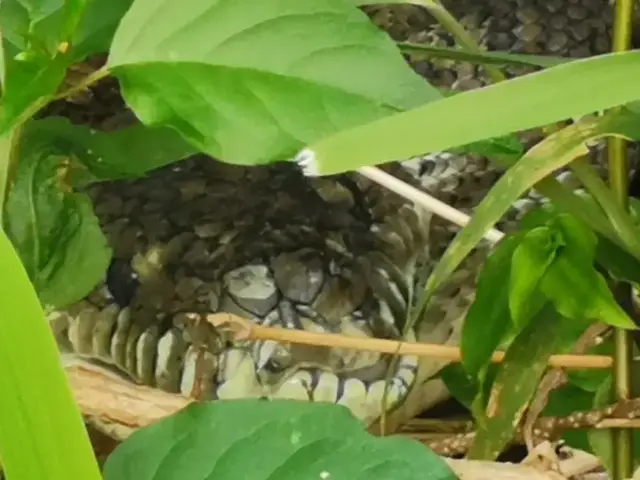 Native animal or frog photograph from the Mt Pinbarren Nature Retreat gallery, dated 24 November 2020, 6:06 am.