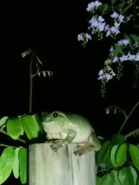 Native animal or frog photograph from the Mt Pinbarren Nature Retreat gallery, dated 30 November 2020, 7:48 pm.