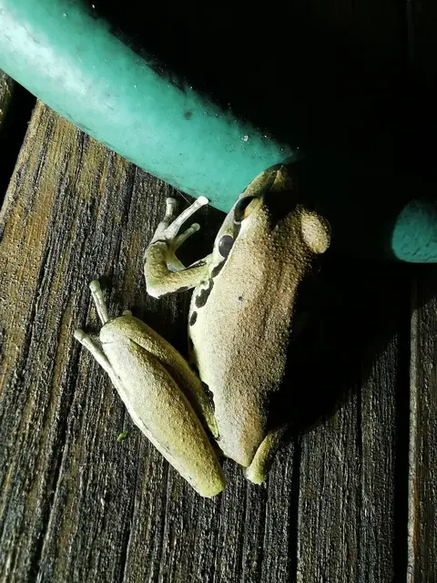Native animal or frog photograph from the Mt Pinbarren Nature Retreat gallery, dated 24 March 2021, 6:25 pm.