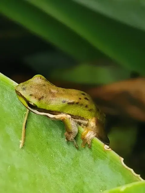 Native animal or frog photograph from the Mt Pinbarren Nature Retreat gallery, dated 03 May 2021, 2:04 pm.