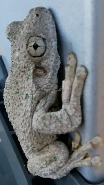 Native animal or frog photograph from the Mt Pinbarren Nature Retreat gallery, dated 14 October 2021, 6:10 am.