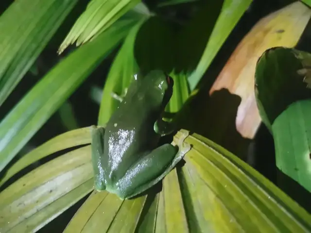Native animal or frog photograph from the Mt Pinbarren Nature Retreat gallery, dated 01 December 2021, 9:58 pm.