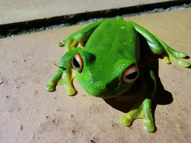 Native animal or frog photograph from the Mt Pinbarren Nature Retreat gallery, dated 02 December 2021, 7:48 pm.