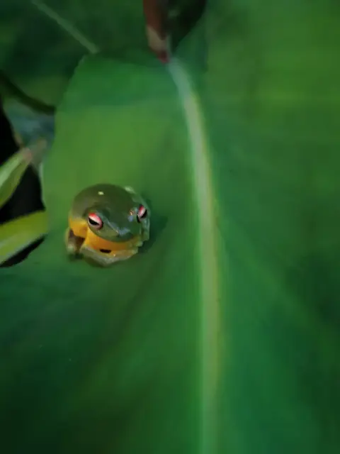Native animal or frog photograph from the Mt Pinbarren Nature Retreat gallery, dated 08 December 2021, 6:27 pm.